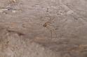 Pholcus_opilionoides_D5172_Z_90_Les Gris_Frankrijk